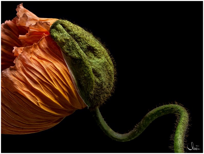 mohn