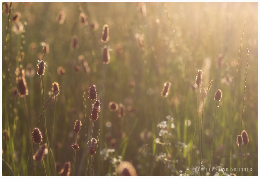 Sommerwiese