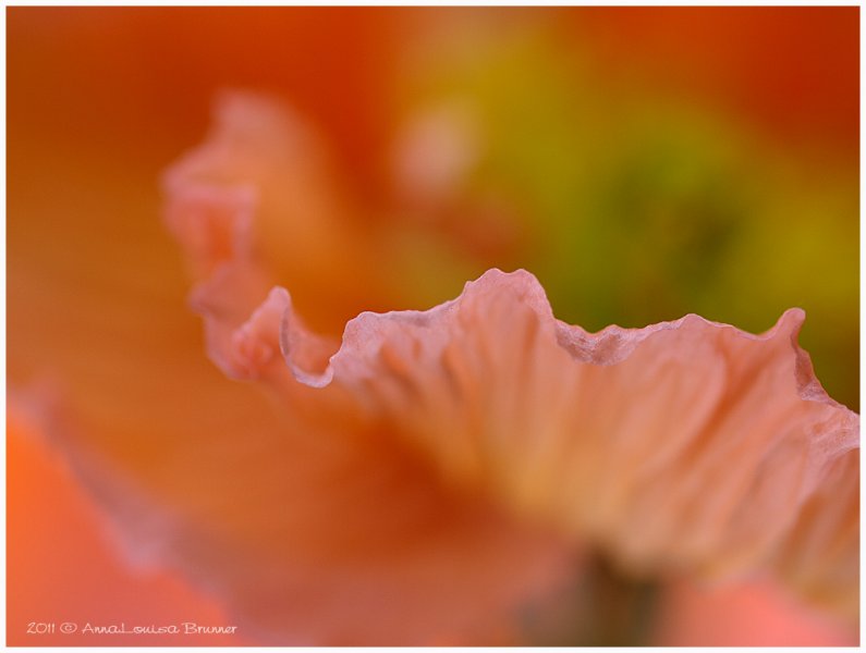 Tulpenblatt