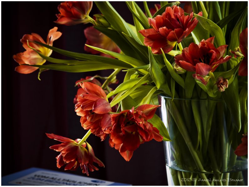 Tulpen im Glas