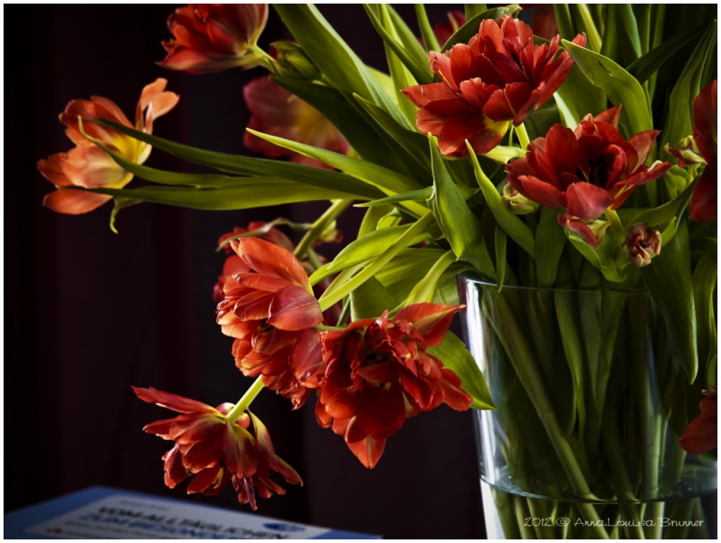 Tulpen im Glas Tulpen im Glas