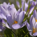 Krokus