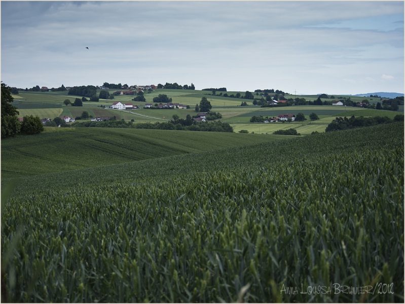 Breitengern Breitengern