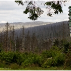 Hochwald am Dreisessel