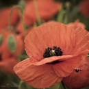 Mohn