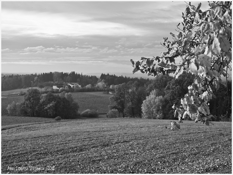 Heimat Heimat