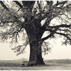 the tree