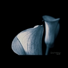 calla_0