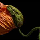 mohn