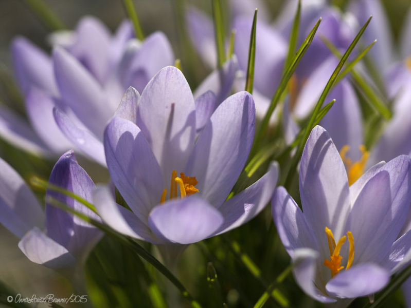 Krokus