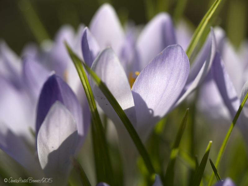 Krokus