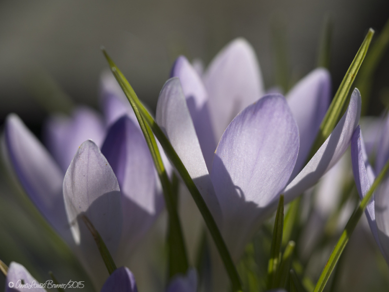 Krokus