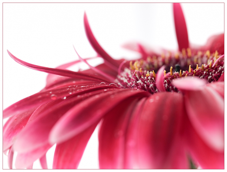Gerbera