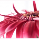 Gerbera