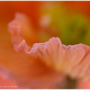 Tulpenblatt