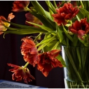 Tulpen im Glas