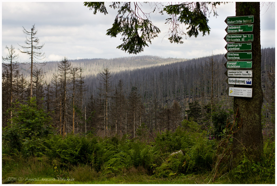 Hochwald am Dreisessel