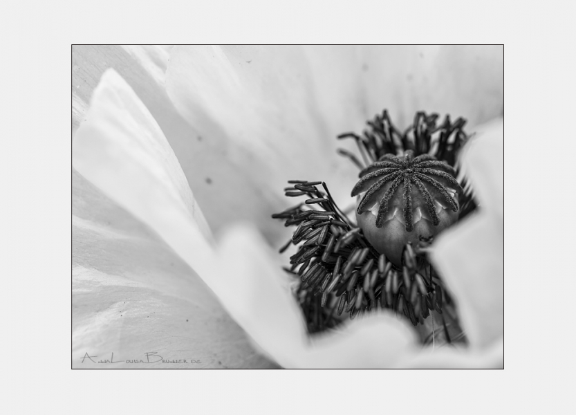 Mohn in Monochrom