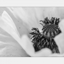 Mohn in Monochrom