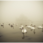 schwanensee-ii_