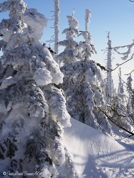 Dreisessel/Winter 2015