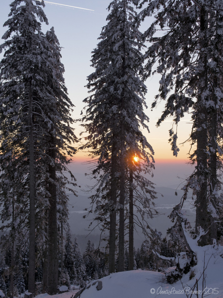 Dreisessel/Winter 2015