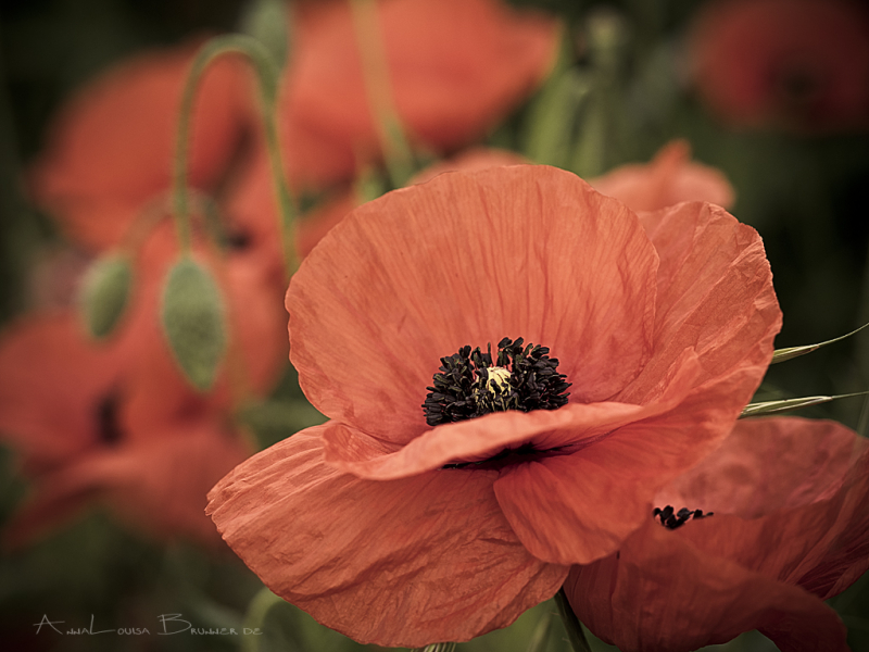 Mohn