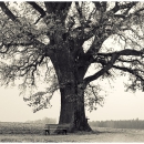 the tree