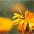 Huepferling