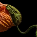 mohn