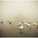 schwanensee-ii_