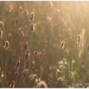Sommerwiese